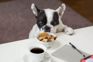 nieuwehond