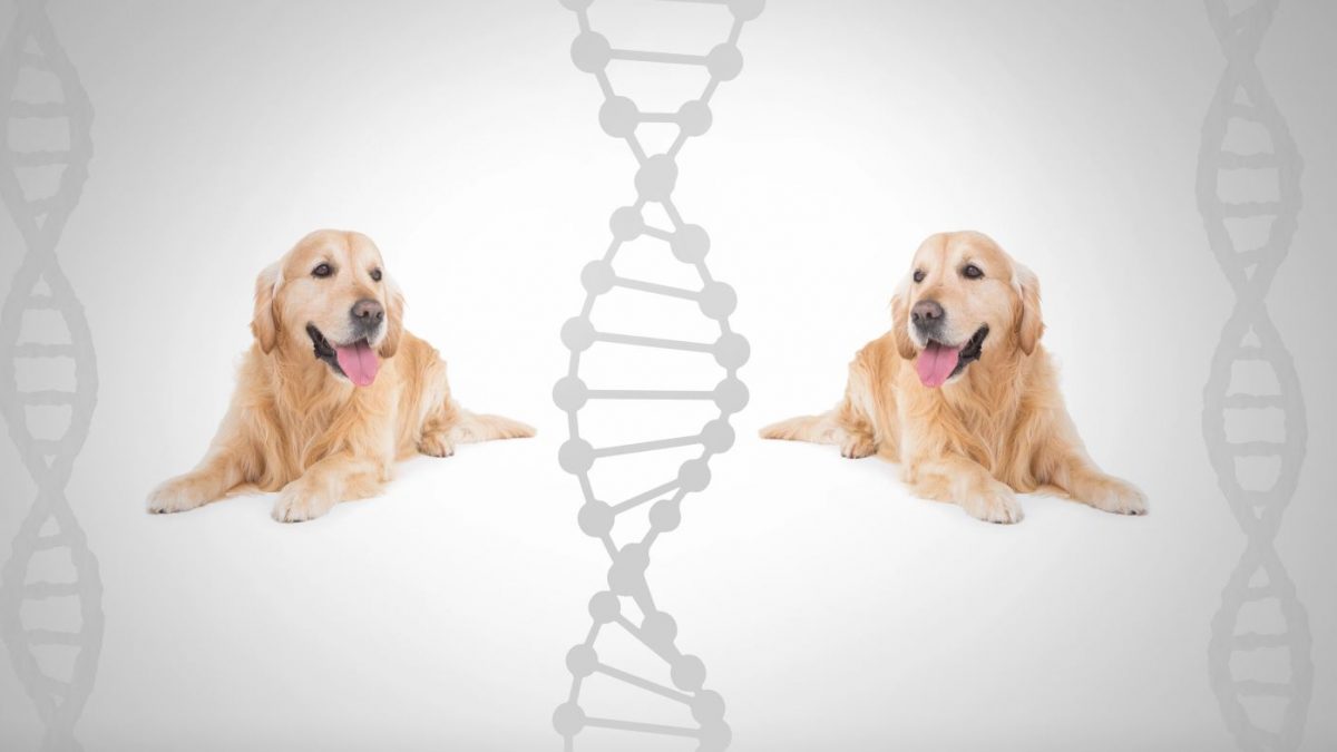 Lijst van erkende fokprogrammas voor honden in Vlaanderen