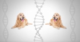 Lijst van erkende fokprogrammas voor honden in Vlaanderen