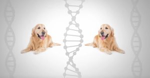 Lijst van erkende fokprogrammas voor honden in Vlaanderen