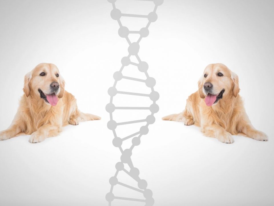 Lijst van erkende fokprogrammas voor honden in Vlaanderen