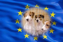 Nieuwe EU-regels voor hondenfokkers Depositphotos_180297354_XL