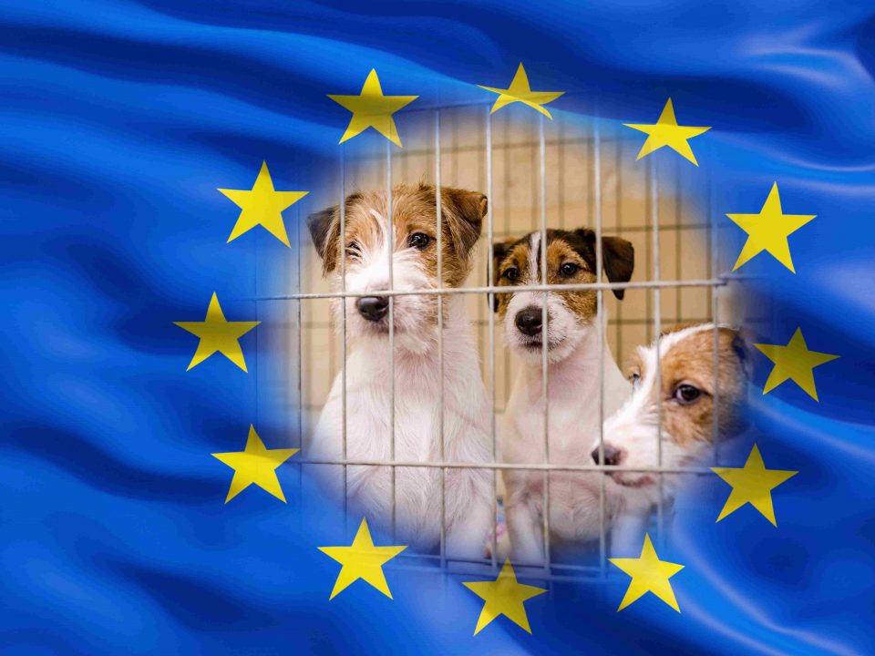 Nieuwe EU-regels voor hondenfokkers Depositphotos_180297354_XL