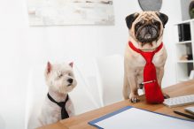 Stamboekverenigingen voor honden in Vlaanderen Depositphotos_173483356_XL